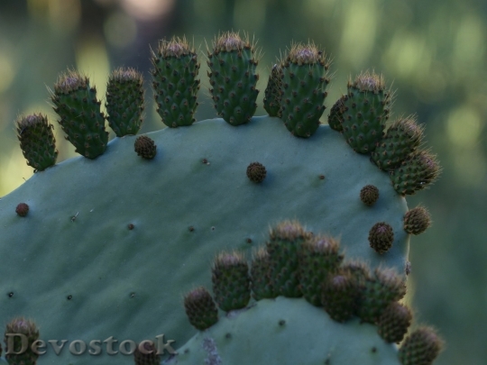Devostock Cactus beautiful  (85)