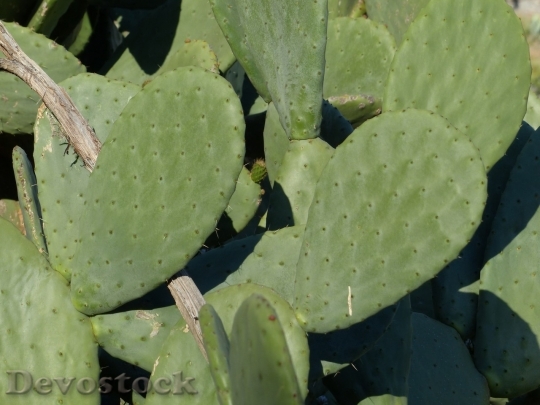 Devostock Cactus beautiful  (86)