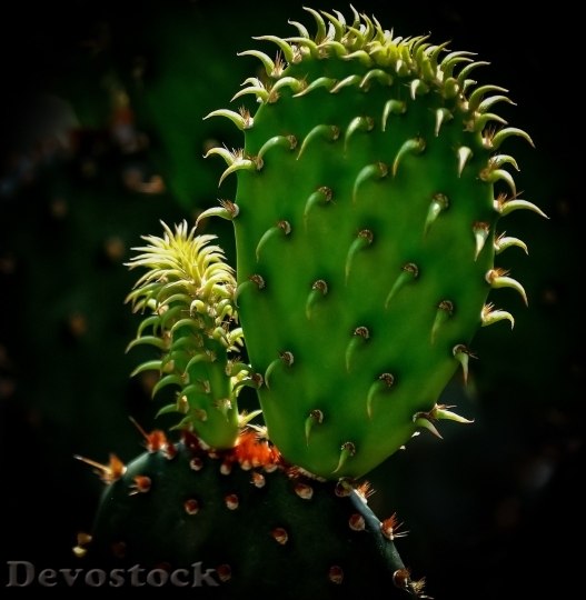 Devostock Cactus beautiful  (91)