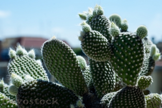 Devostock Cactus beautiful  (92)