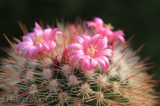 Devostock Cactus beautiful  (93)