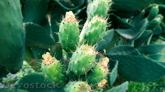 Devostock Cactus beautiful  (98)