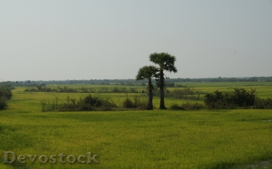 Devostock cambodianricefield-dsc01445-ws