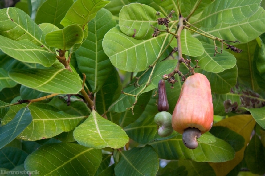 Devostock Cashew nuts  (1)