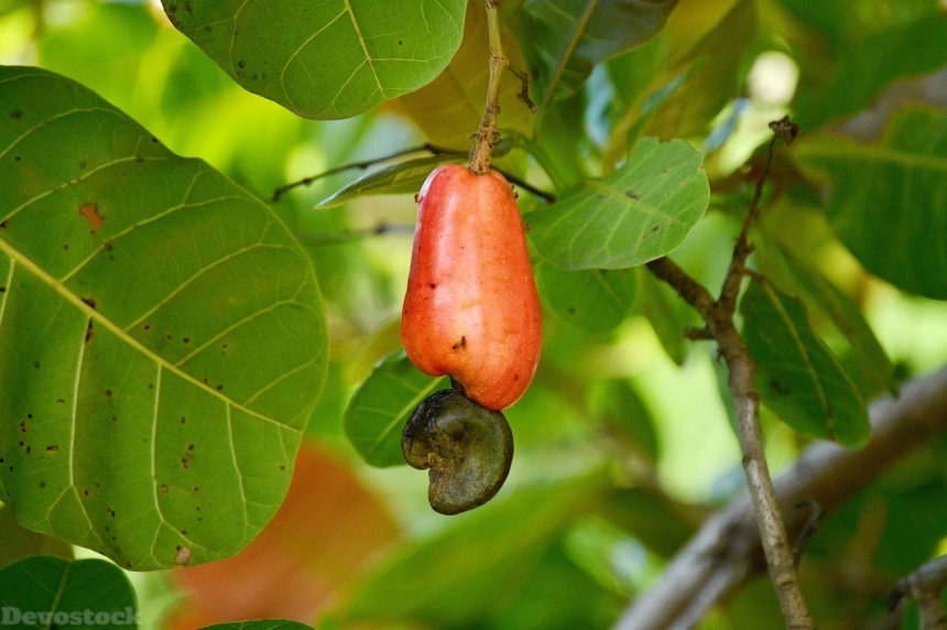 Devostock Cashew nuts  (42)