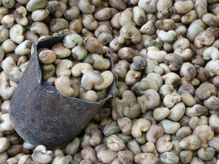 Devostock Cashew nuts  (53)