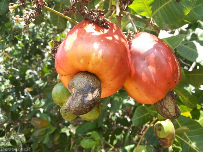 Devostock Cashew nuts  (56)