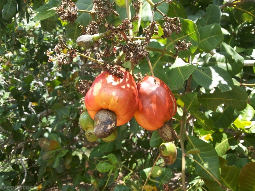 Devostock Cashew nuts  (57)