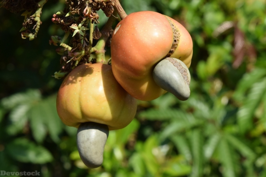 Devostock Cashew nuts  (61)