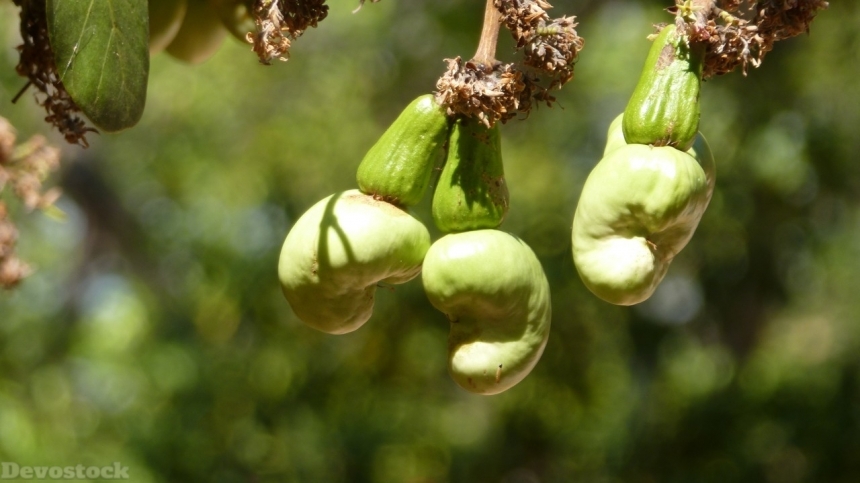 Devostock Cashew nuts  (77)