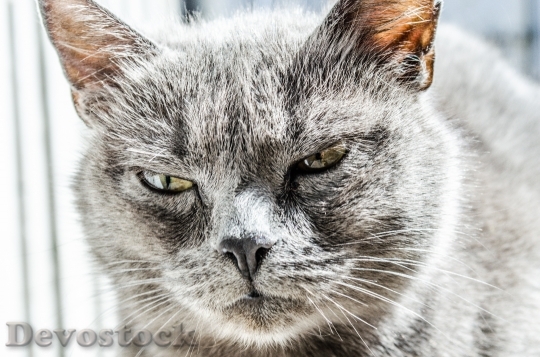 Devostock cat-angry-unhappy-wild-55841.jpeg