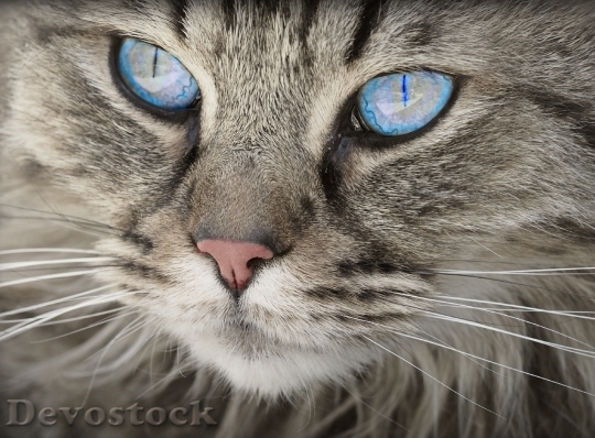 Devostock cat-animal-cat-portrait-cat-s-eyes-122437.jpeg