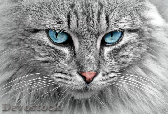 Devostock cat-animal-cat-portrait-mackerel