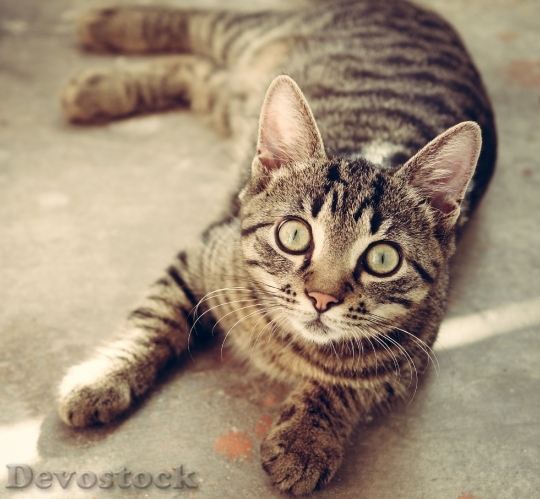 Devostock cat-animal-cute-pet-39500.jpeg