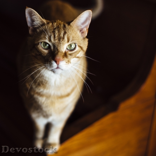 Devostock cat-animal-love-pet-160839.jpeg