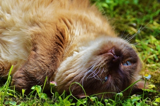 Devostock cat-british-shorthair-fur-brown