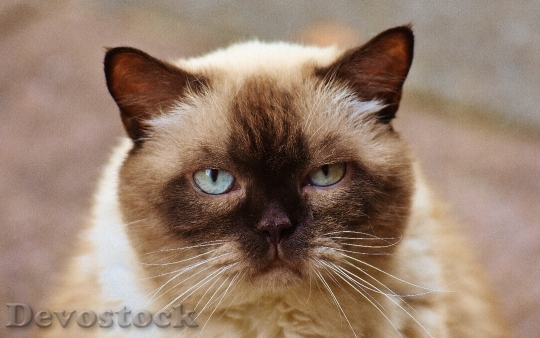 Devostock cat-british-shorthair-mieze-blue-eye-162174.jpeg