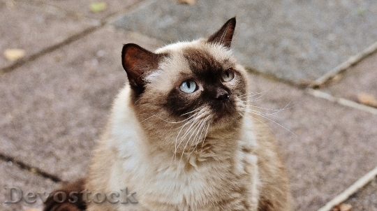 Devostock cat-british-shorthair-mieze-blue-eye-162204.jpeg