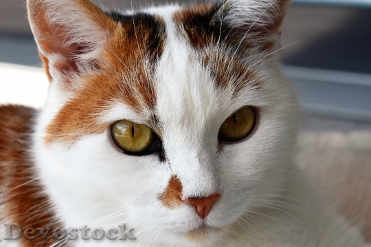 Devostock cat-close-animal-cat-face-162309.jpeg