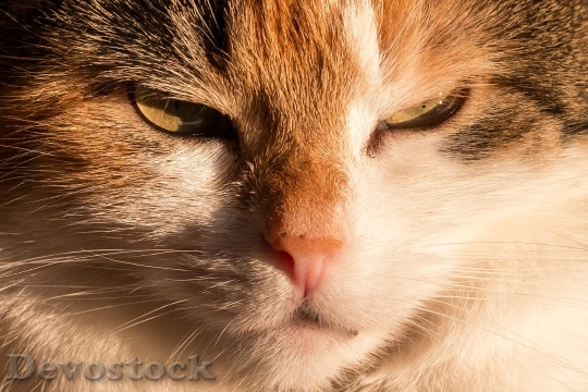 Devostock cat-domestic-cat-lucky-cat-mieze-38239.jpeg