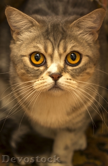 Devostock cat-eyes-portrait-cat-eyes-160486.jpeg