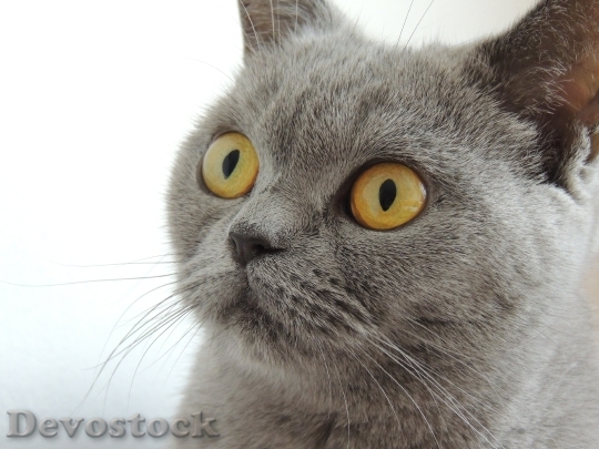 Devostock cat-eyes-view-face-66292.jpeg