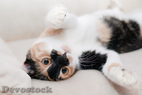 Devostock cat-favorite-relaxation-rest-39255.jpeg