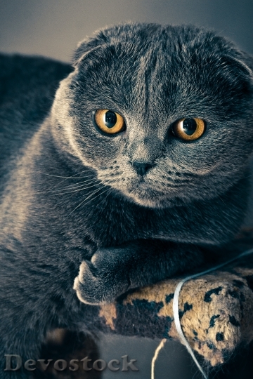 Devostock cat-fold-view-grey-fur