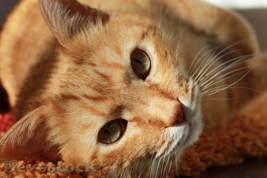 Devostock cat-friend-animal-pets-39311.jpeg
