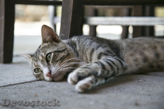 Devostock cat-kitten-kitty-feline-160667.jpeg