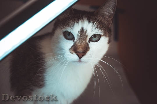Devostock cat-lamp-light-tripod-84421.jpeg