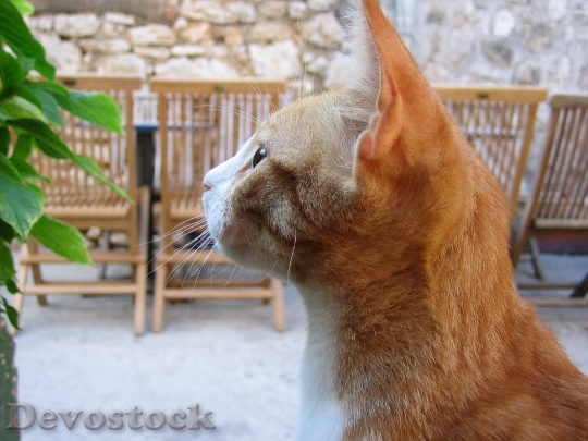 Devostock cat-pet-animal-orange-64702.jpeg
