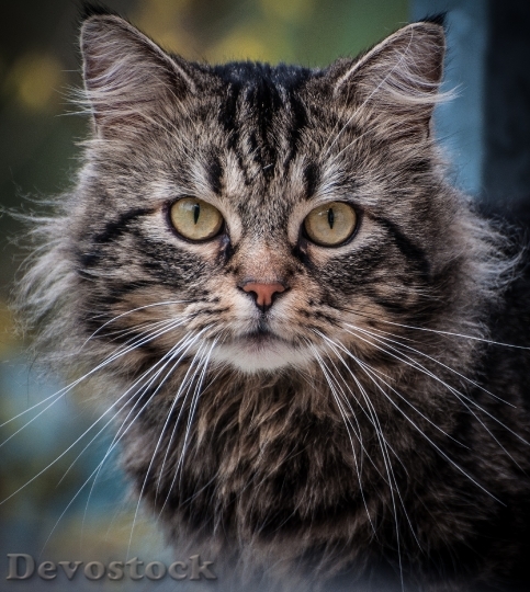 Devostock cat-portrait-eyes-animal-162216.jpeg