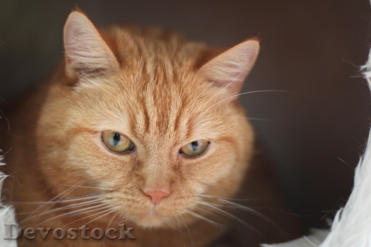 Devostock cat-red-cat-pet-domestic-cat-162234.jpeg