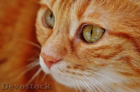 Devostock cat-red-cute-mackerel-169578.jpeg