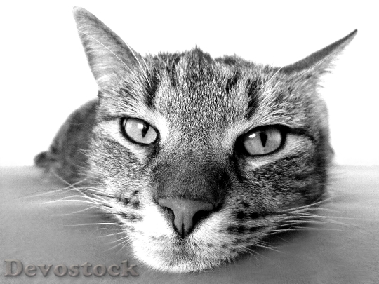 Devostock cat-relax-chill-out-camacho-70844.jpeg