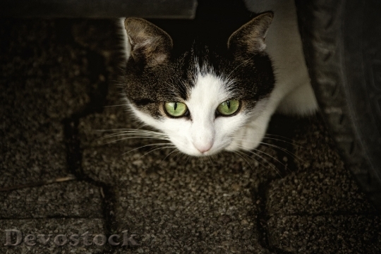 Devostock cat-scheu-cat-s-eyes-anxious-63996.jpeg