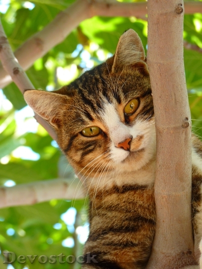 Devostock cat-sweet-climb-tree-65239.jpeg