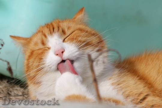 Devostock cat-sweet-kitty-animals-57416.jpeg