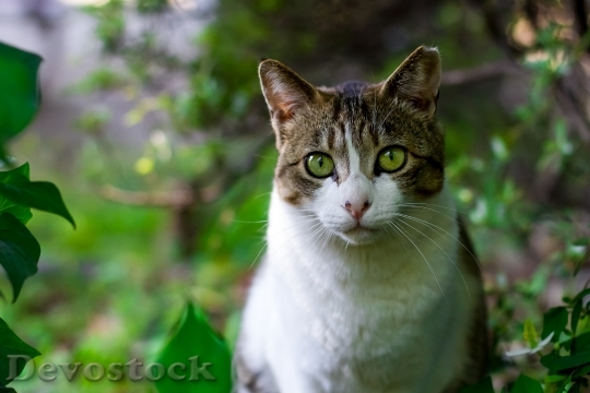 Devostock cat-tokyo-japan-japanese