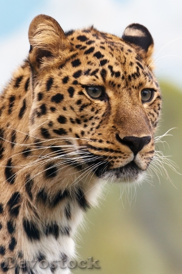 Devostock cheetah-leopard-animal-big-87403.jpeg