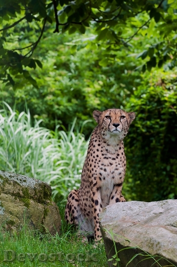 Devostock cheetah-predator-wild-animal-speed-59952.jpeg