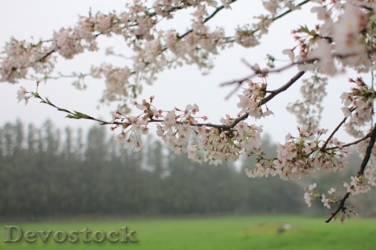 Devostock Cherry blossoms  (10)