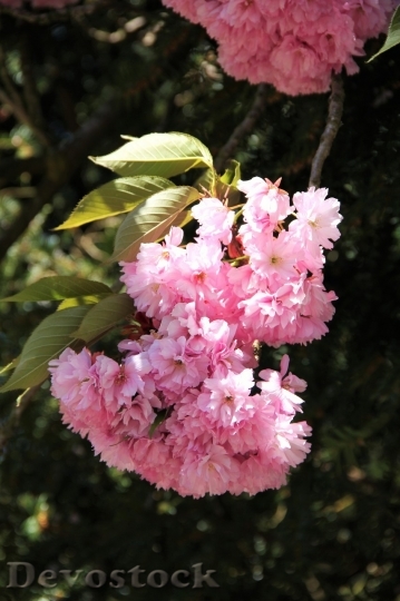 Devostock Cherry blossoms  (100)