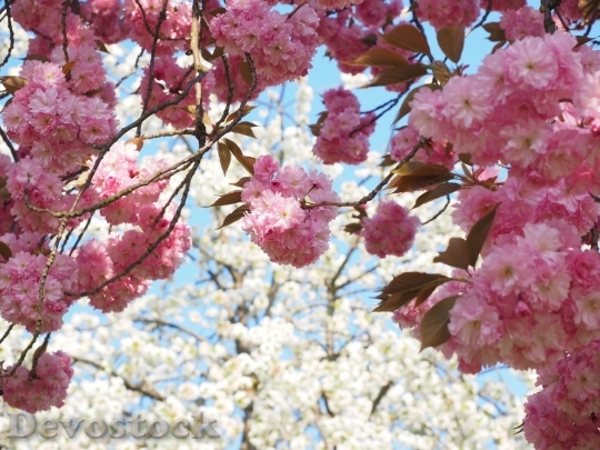 Devostock Cherry blossoms  (101)