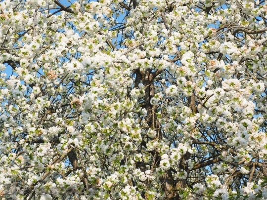 Devostock Cherry blossoms  (102)