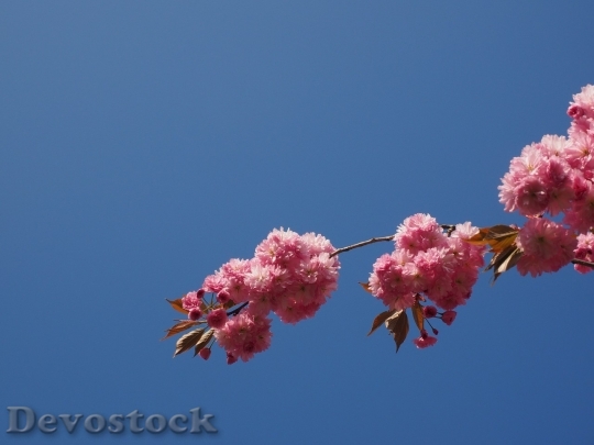 Devostock Cherry blossoms  (105)