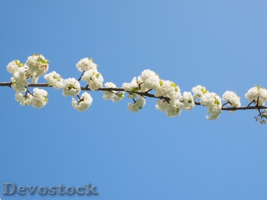 Devostock Cherry blossoms  (106)