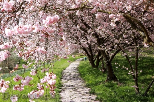 Devostock Cherry blossoms  (107)