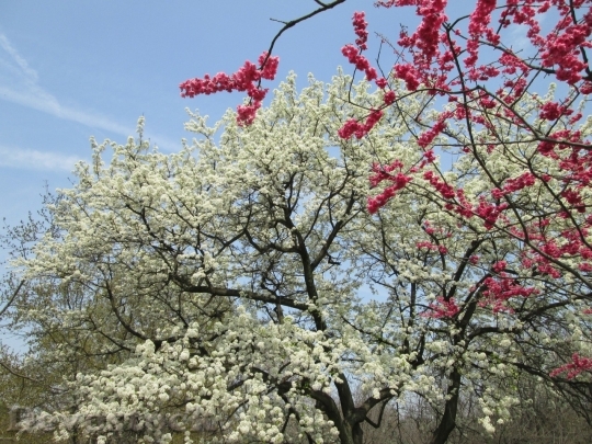 Devostock Cherry blossoms  (109)